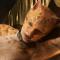 Cats : trailer et moqueries