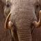 The Ivory Game: un documentaire choc